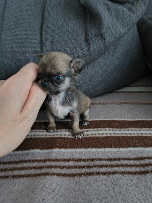 Szczeniaki Chihuahua