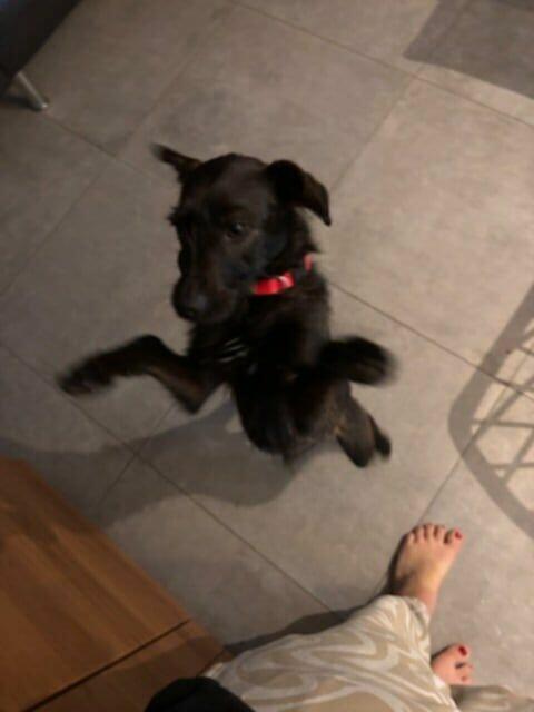 Młoda aktywna sunia szuka domu pełnego miłości