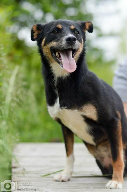 Natka - wyjątkowa sunia szuka domu!