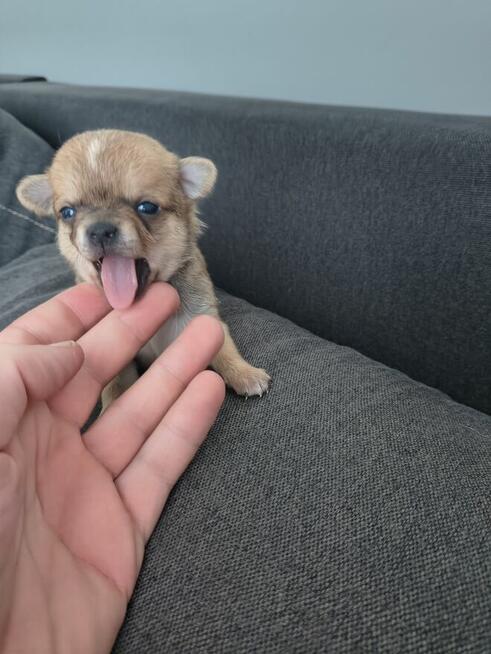 Szczeniaki Chihuahua