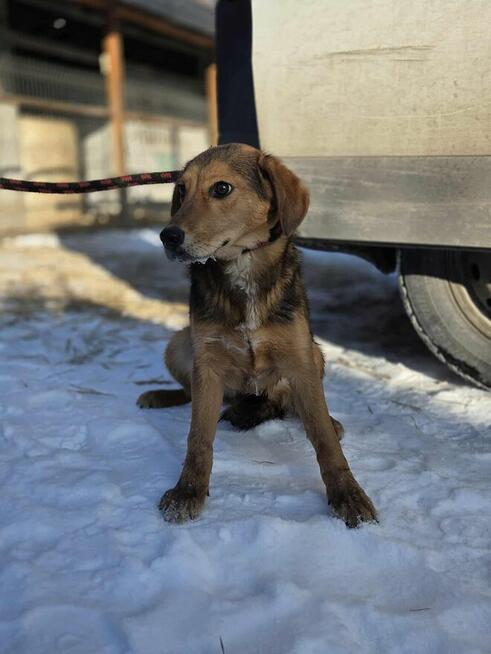 Kisiel szuka domu schronisko Zgierz -aktualne