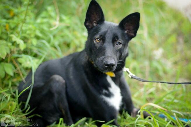 Marko - niekonfliktowy, wesoły psiak szuka domu!