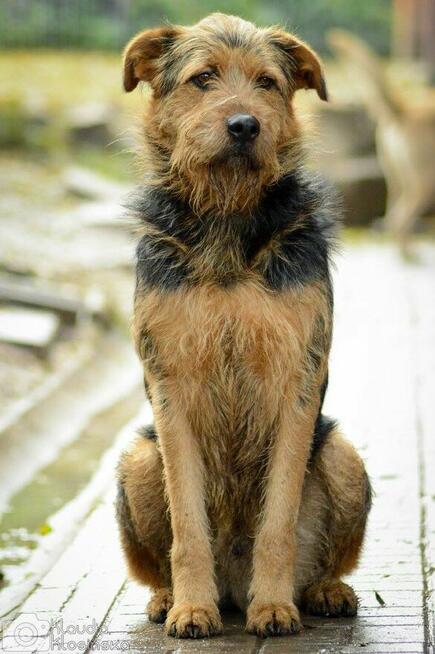 Wezyr - inteligentny psiak w typie terriera