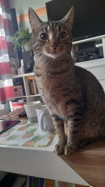 Oferuje wyprowadzanie piesków.Gliwice