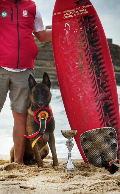 Owczarek Belgijski Malinois FCI/ZKWP