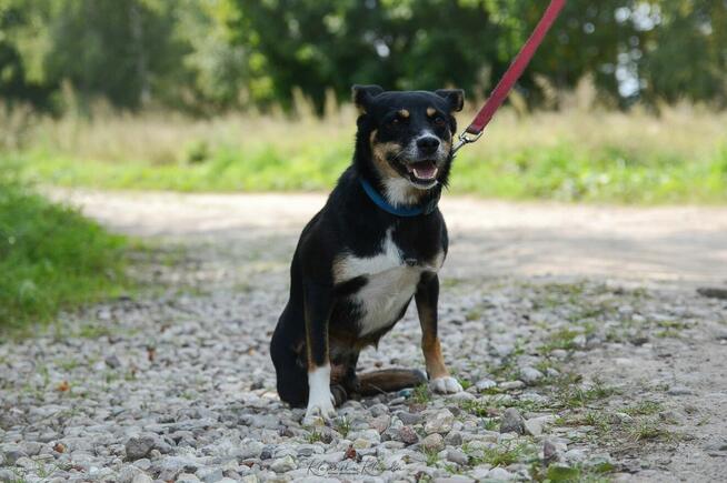 Natka - wyjątkowa sunia szuka domu!