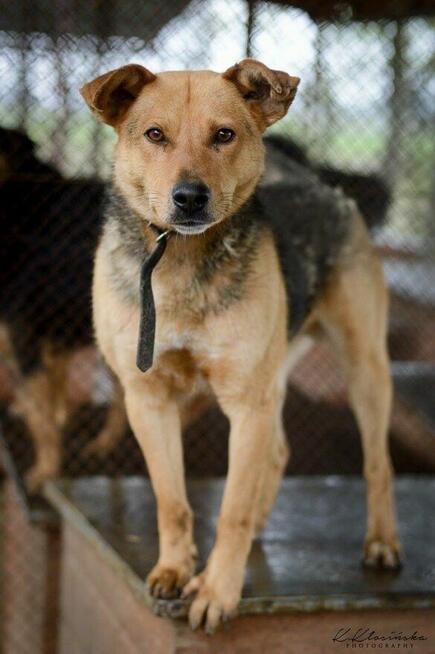Aron - spokojny psiak szuka kochającego domu!