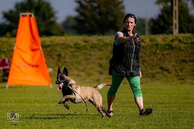 Owczarek Belgijski Malinois FCI/ZKWP