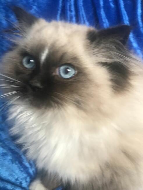 Kocięta ragdoll z rodowodem FPL