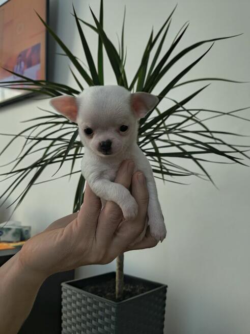 Szczeniaki Chihuahua