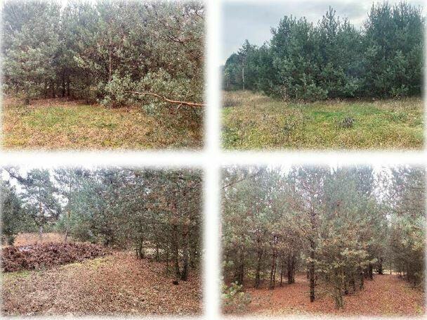 Syndyk sprzeda udział w domu z dużą działką