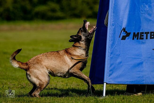 Owczarek Belgijski Malinois FCI/ZKWP
