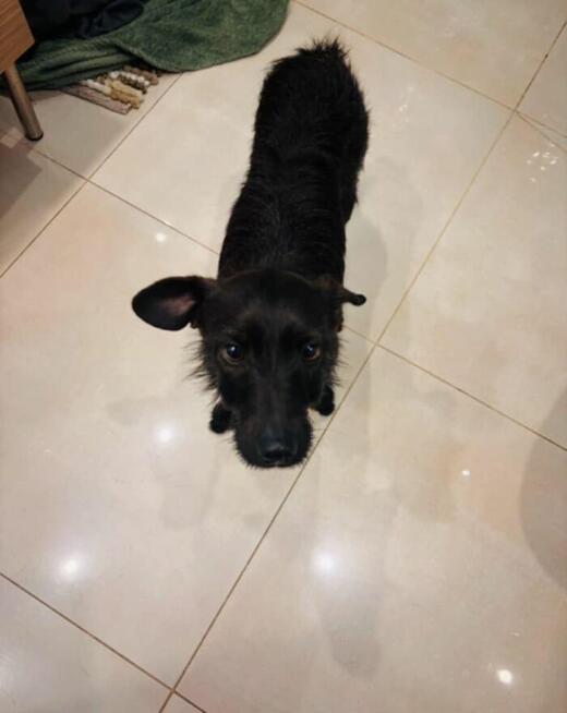 Młodziuteńka sunia w typie teriera czeka na wymarzony dom