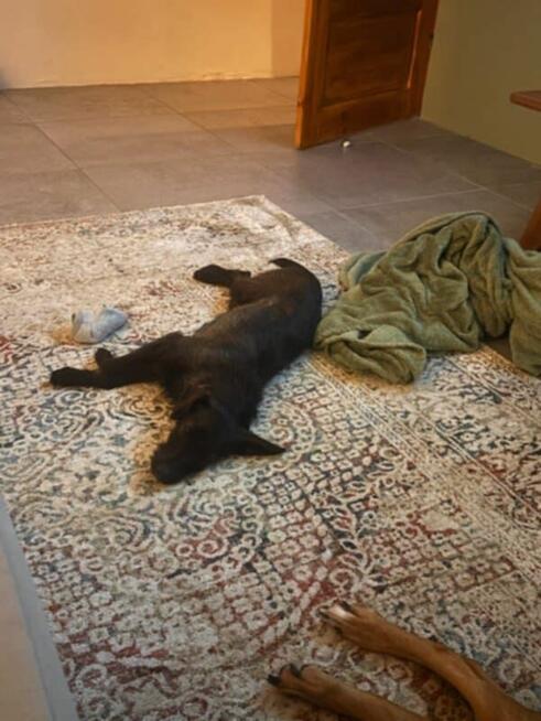 Wesoła proludzka sunia poleca się do adopcji