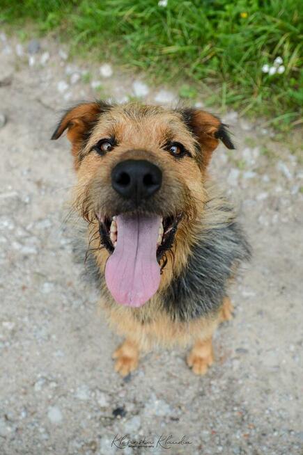 Wezyr - inteligentny psiak w typie terriera