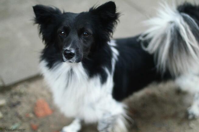 Pędzel - przecudny, niewielki psiak szuka domu!