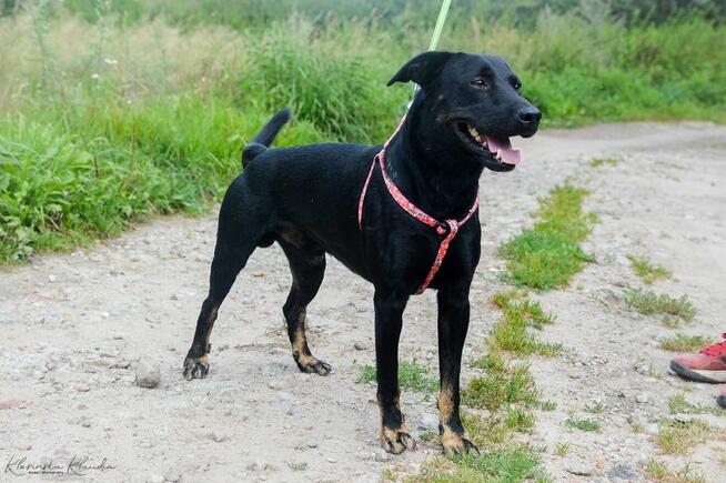 Bambo - wesoły, pełen życia, grzeczny psiak!