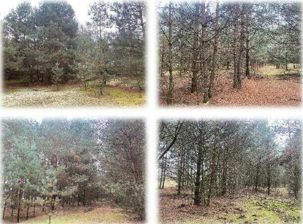 Syndyk sprzeda udział w domu z dużą działką