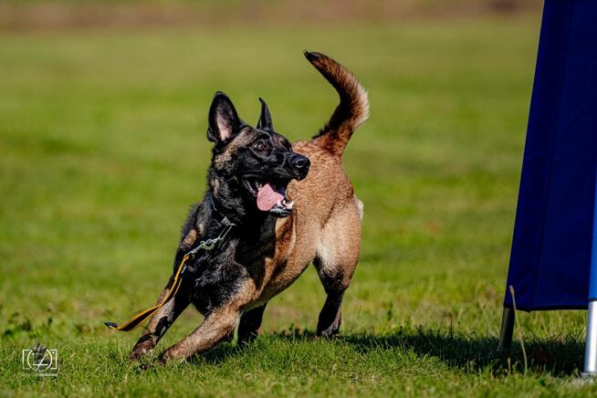 Owczarek Belgijski Malinois FCI/ZKWP