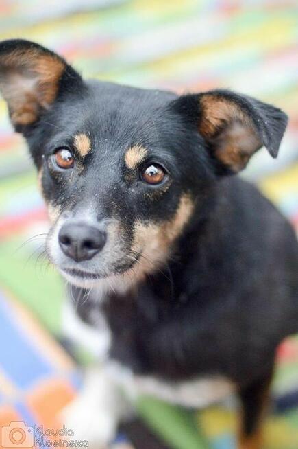 Natka - wyjątkowa sunia szuka domu!