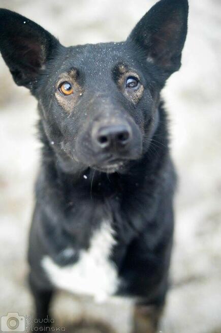 Marko - niekonfliktowy, wesoły psiak szuka domu!