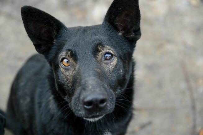Marko - niekonfliktowy, wesoły psiak szuka domu!