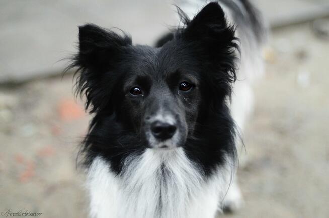 Pędzel - przecudny, niewielki psiak szuka domu!