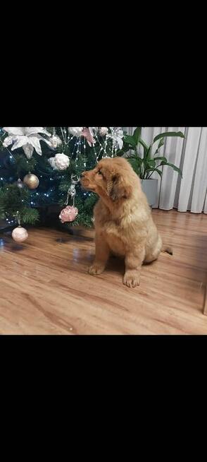 Szczeniaki Bankhar – dostępne dwa psy Mongolskie