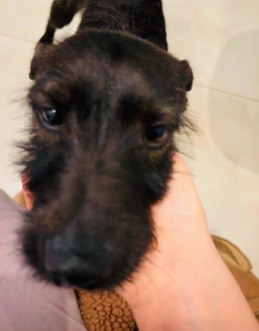 Młoda aktywna sunia szuka domu pełnego miłości