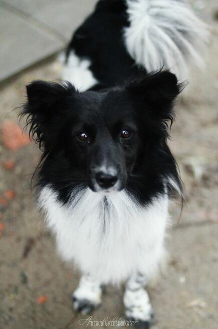Pędzel - przecudny, niewielki psiak szuka domu!