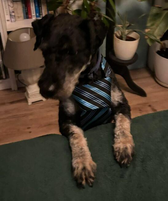 Cudowny bezproblemowy psiak marzy o kochający w domu