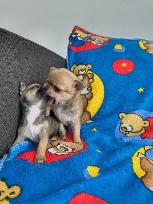 Szczeniaki Chihuahua