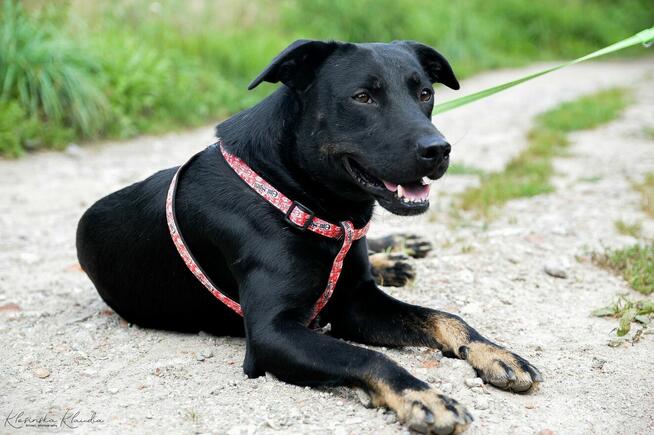 Bambo - wesoły, pełen życia, grzeczny psiak!