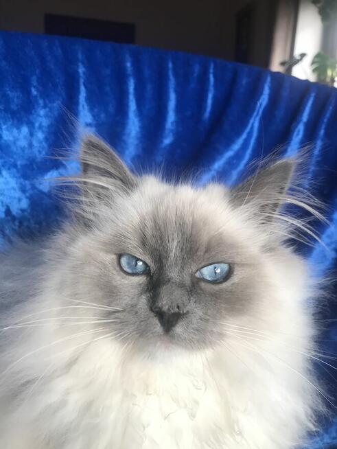 Kocięta ragdoll z rodowodem FPL