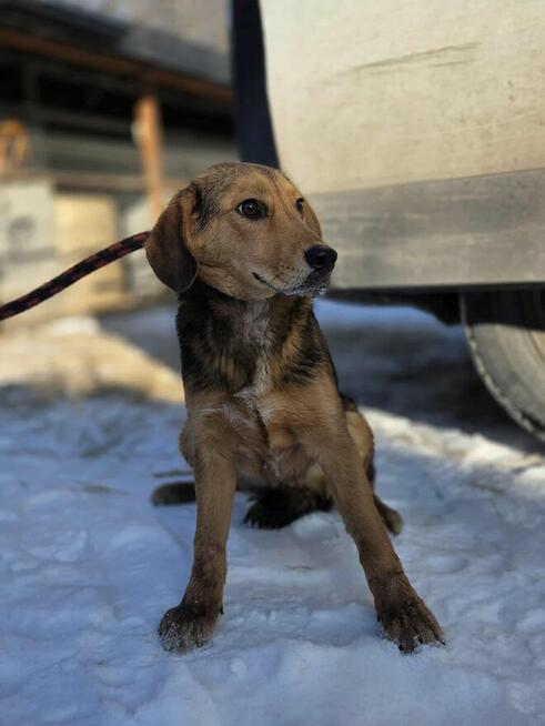Kisiel szuka domu schronisko Zgierz -aktualne