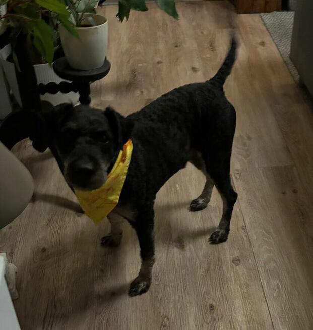 Cudowny psiak w typie teriera czeka na wymarzony dom