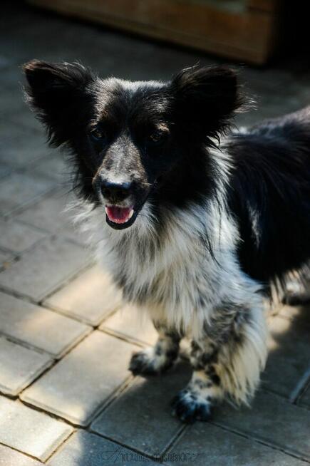 Pędzel - przecudny, niewielki psiak szuka domu!