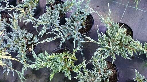 Jałowiec łuskowaty Blue Carpet