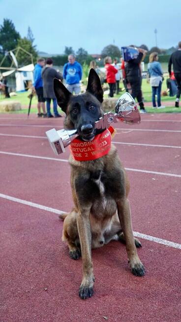 Owczarek Belgijski Malinois FCI/ZKWP
