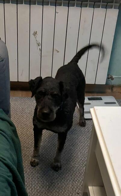 Cudowny psiak w typie teriera czeka na wymarzony dom