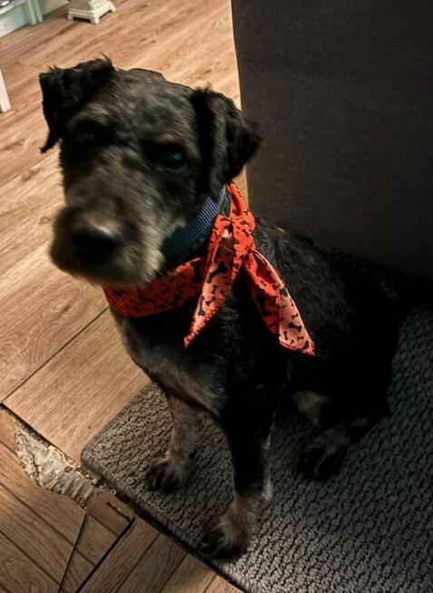 Cudowny psiak w typie teriera czeka na wymarzony dom