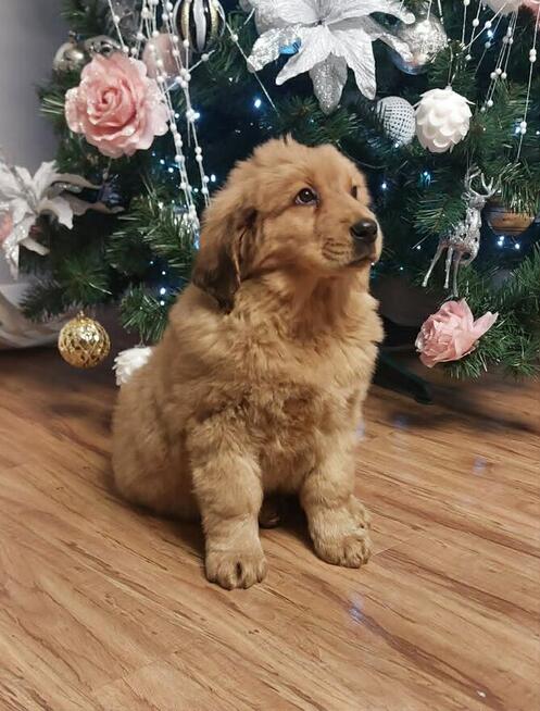 Szczeniaki Bankhar – dostępne dwa psy Mongolskie