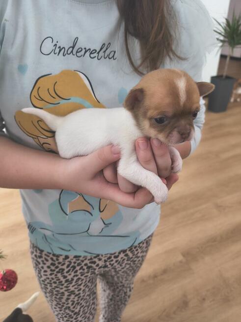 Szczeniaki Chihuahua