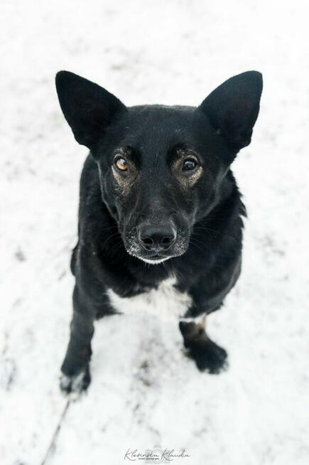 Marko - niekonfliktowy, wesoły psiak szuka domu!
