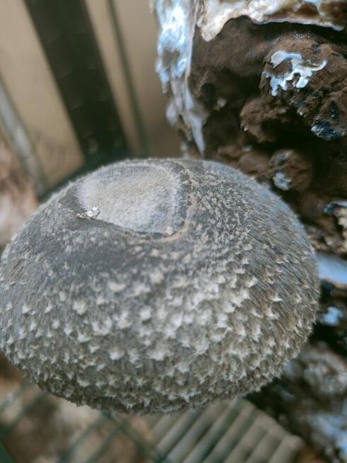 Shiitake świeże grzyby