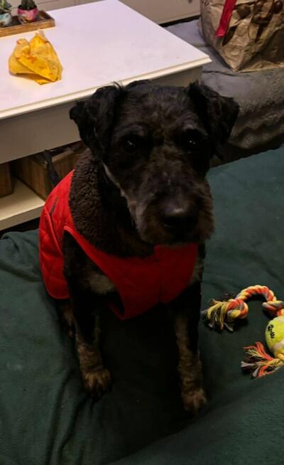 Cudowny psiak w typie teriera czeka na wymarzony dom