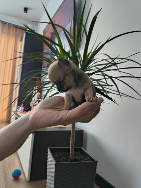 Szczeniaki Chihuahua