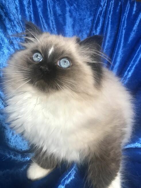 Kocięta ragdoll z rodowodem FPL