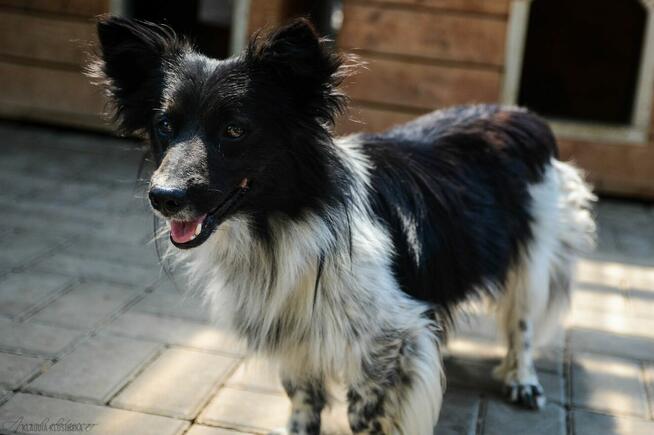 Pędzel - przecudny, niewielki psiak szuka domu!