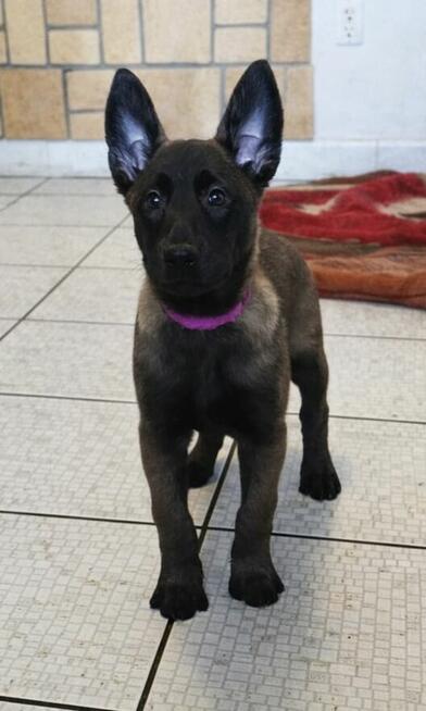 Owczarek Belgijski Malinois FCI/ZKWP
